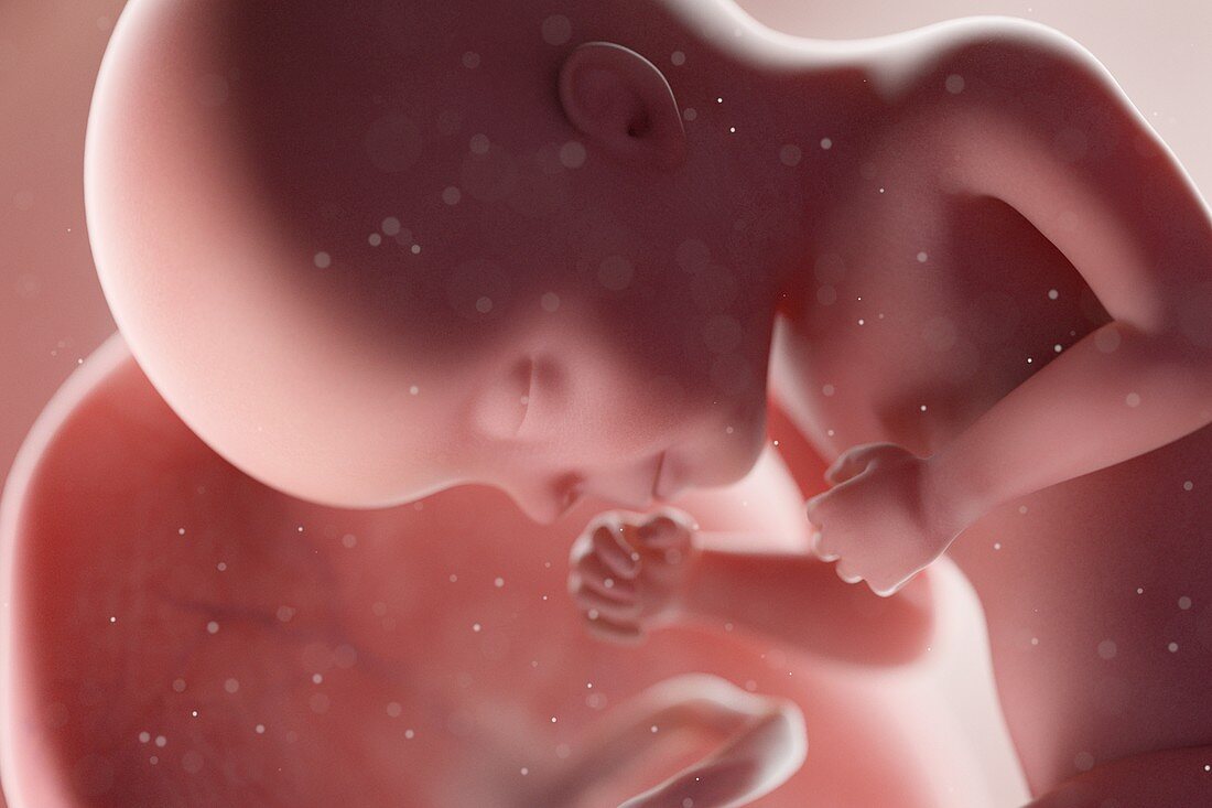 Human foetus, week 27, illustration
