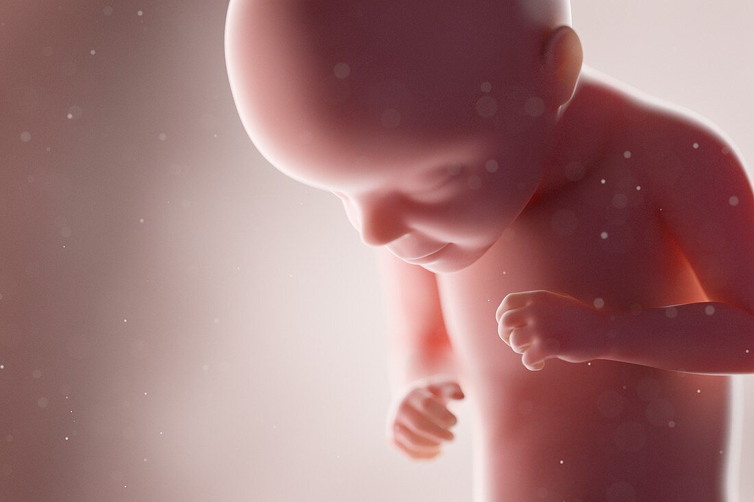 Human foetus, week 29, illustration