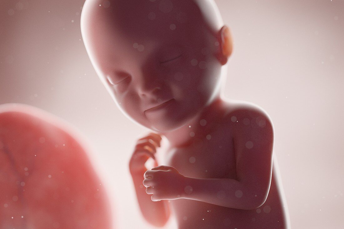 Human foetus, week 33, illustration