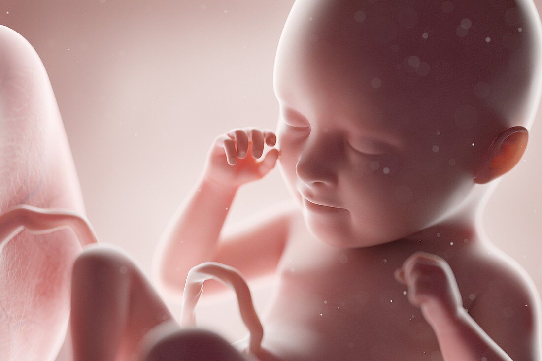 Human foetus, week 35, illustration