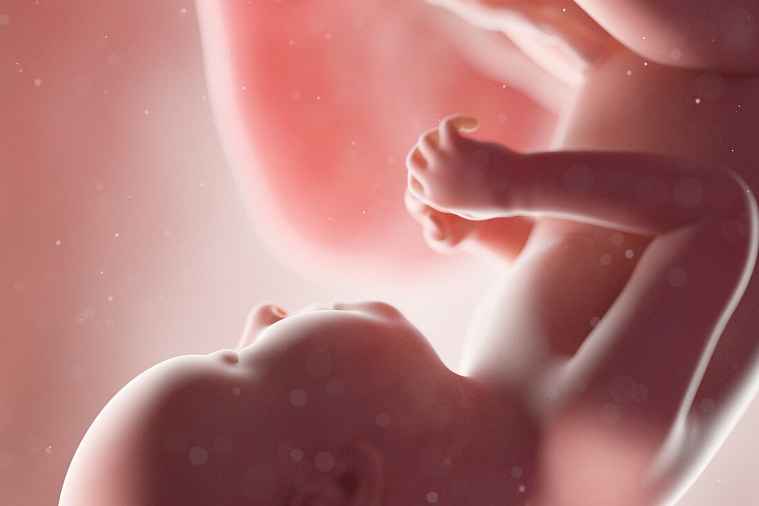 Human foetus, week 37, illustration