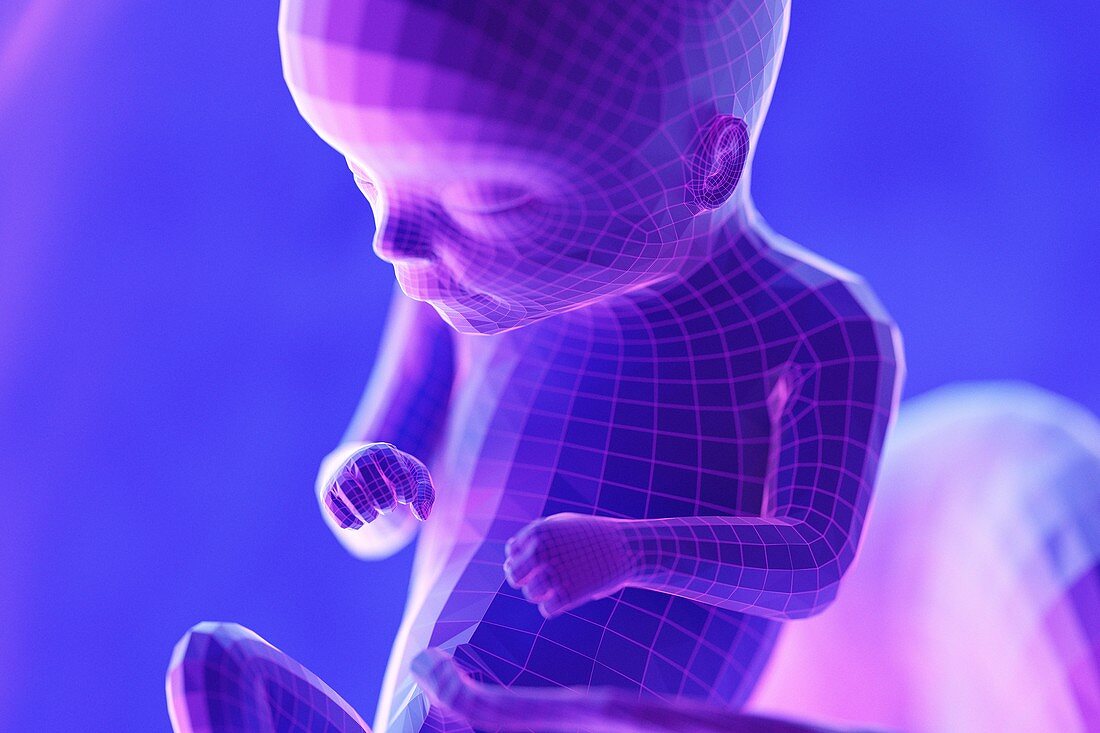 Foetus, week 16, illustration