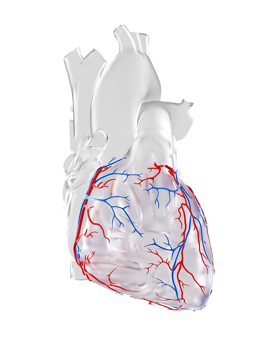 Coronary blood vessels, illustration