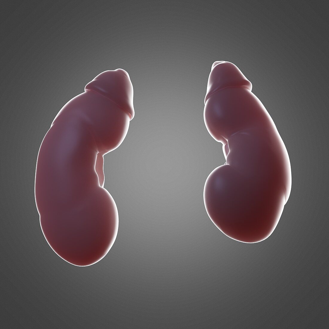 Human kidneys, illustration