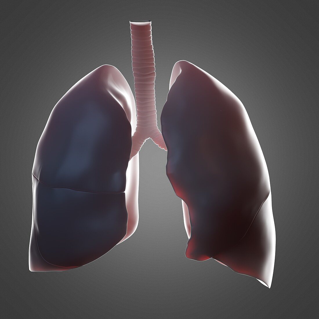 Human lung, illustration