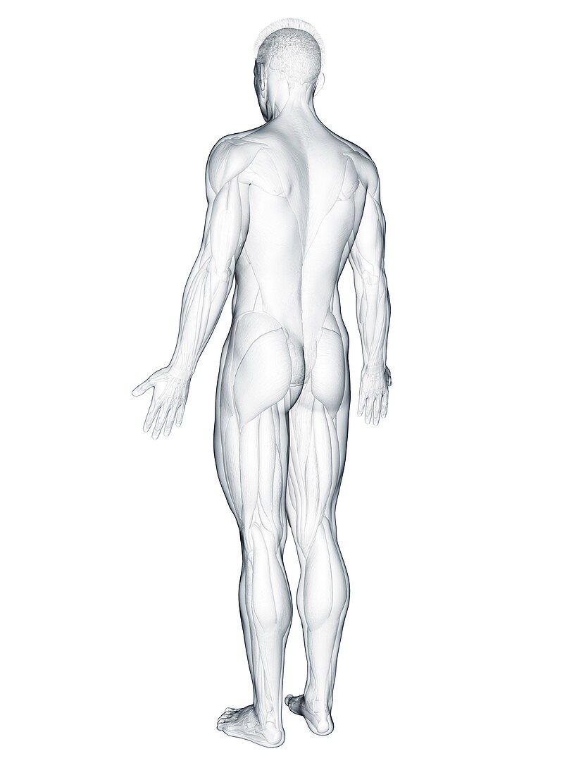 Back muscles, illustration