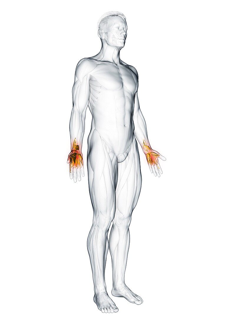 Hand muscles, illustration