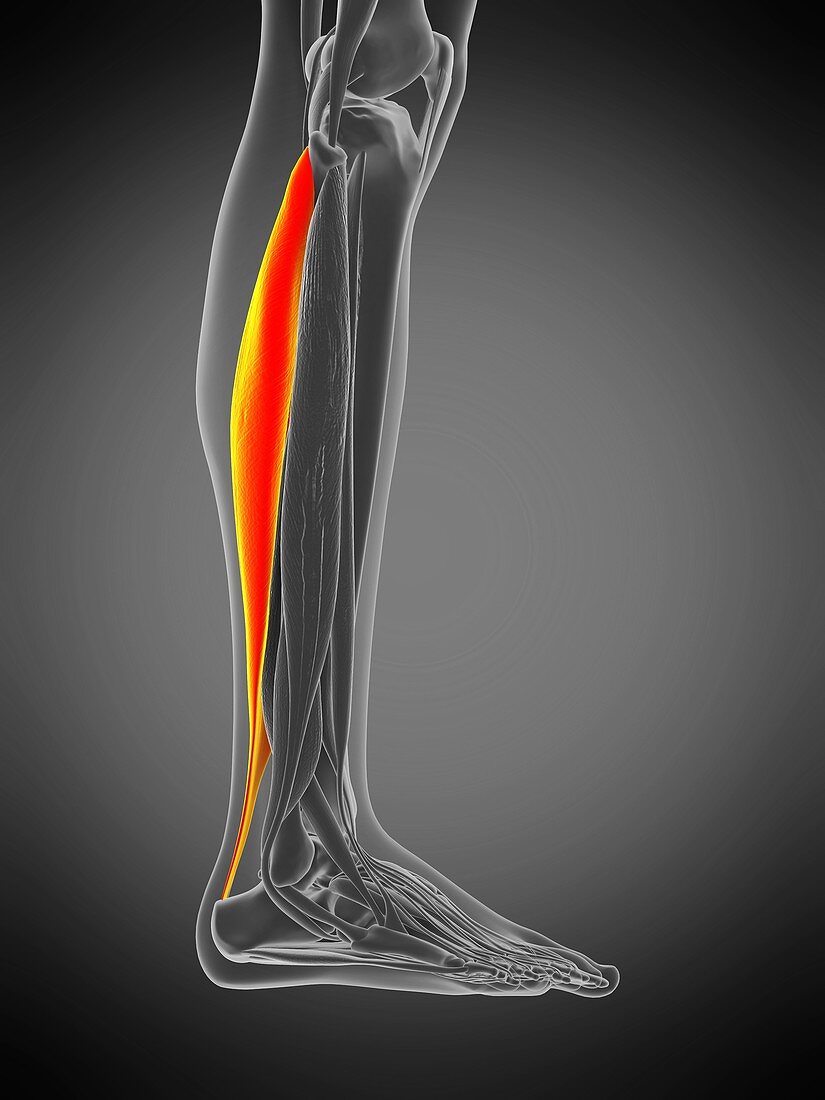 Soleus muscle, illustration