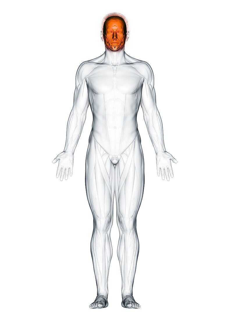 Facial muscles, illustration