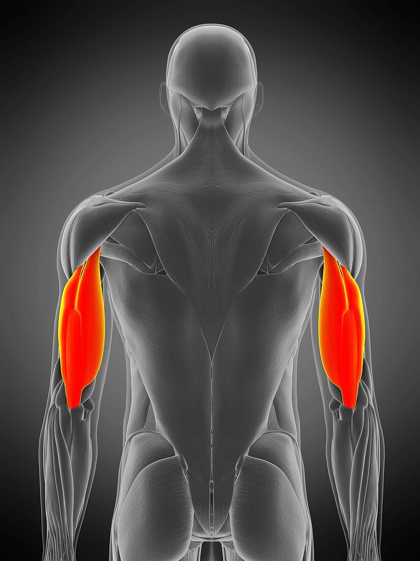 Triceps muscle, illustration