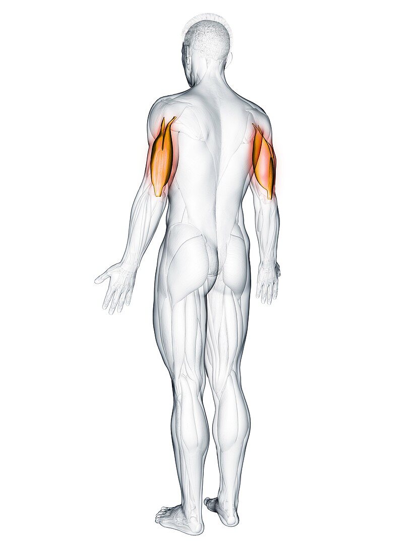 Triceps muscle, illustration