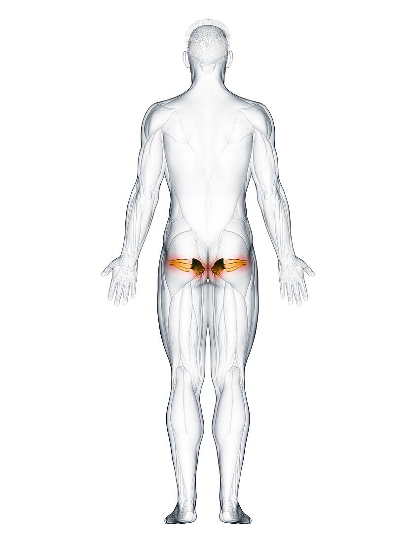 Gemellus muscle, illustration