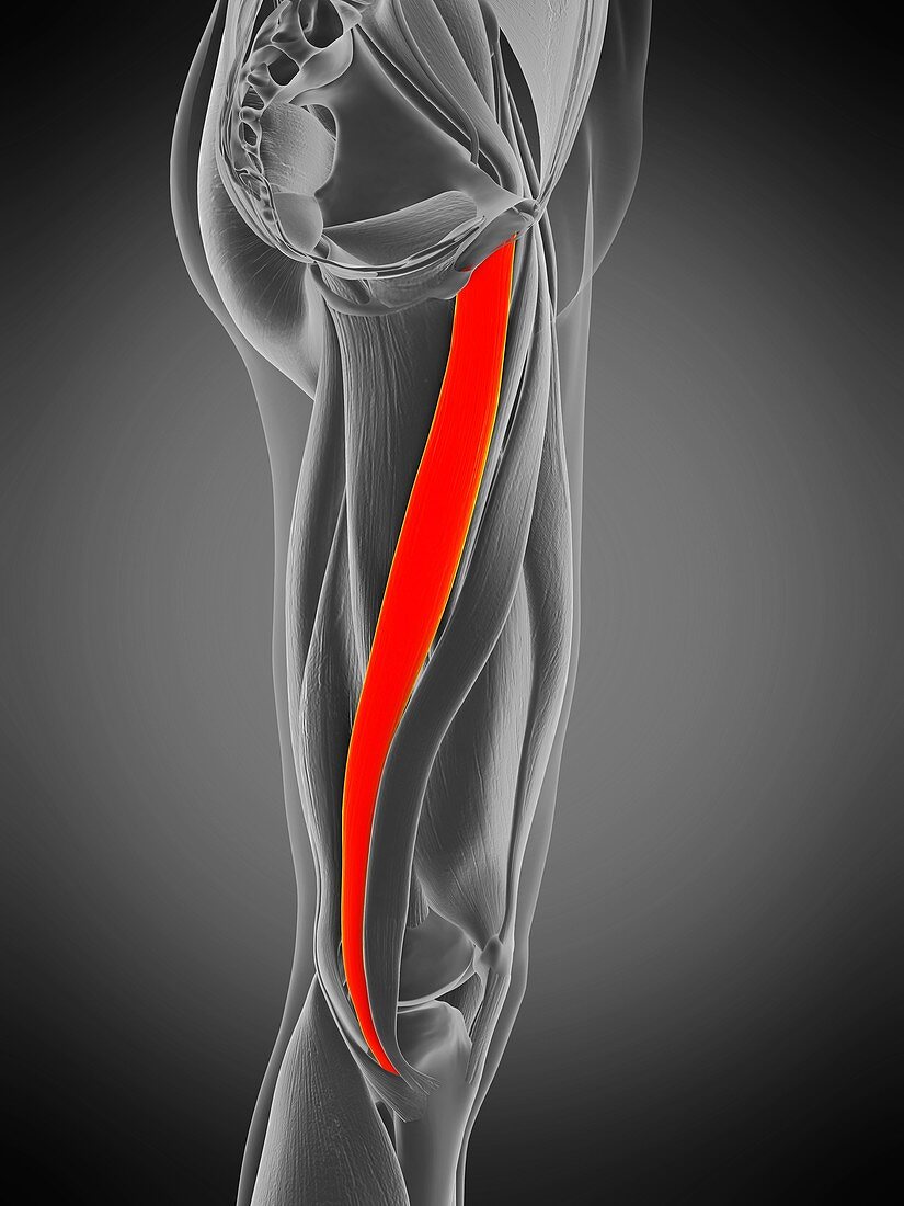 Gracilis muscle, illustration