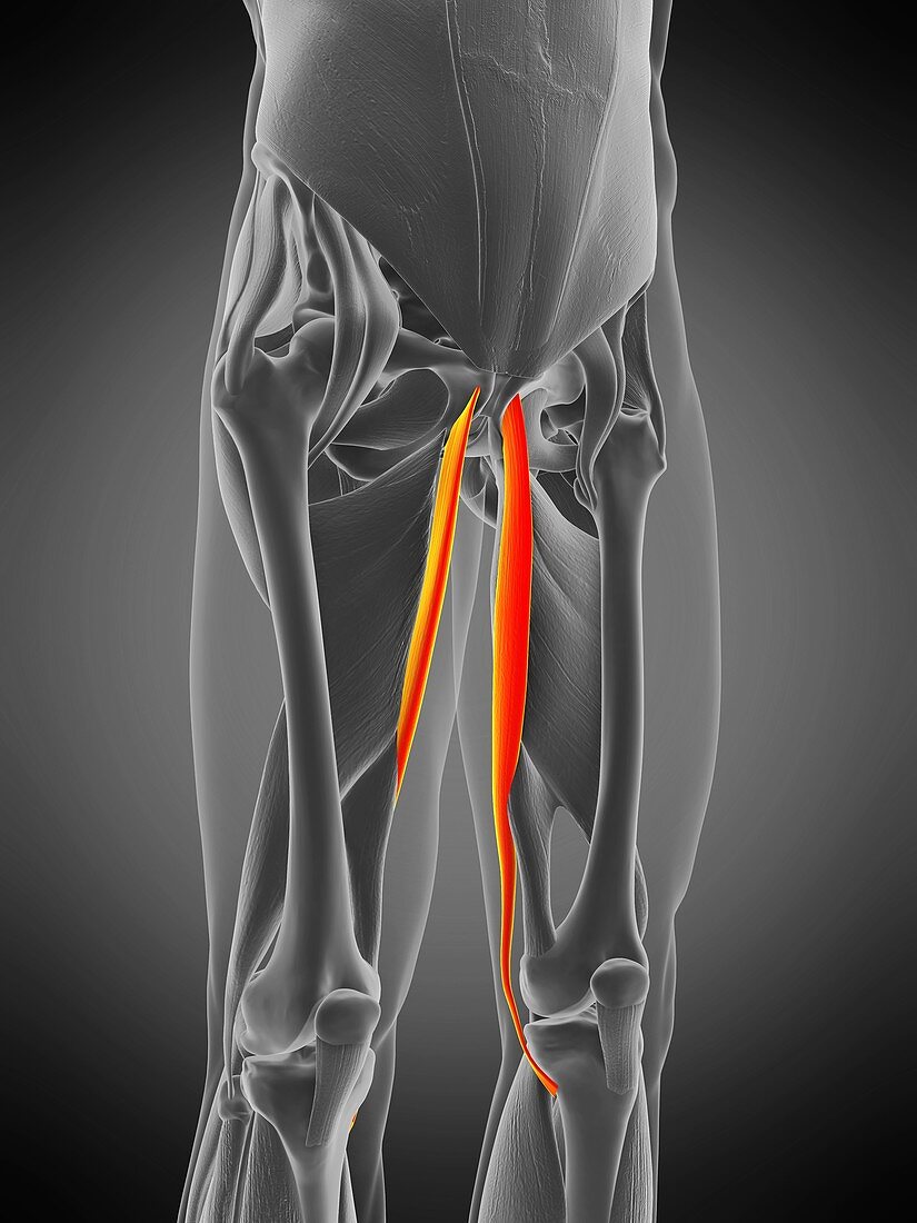 Gracilis muscle, illustration