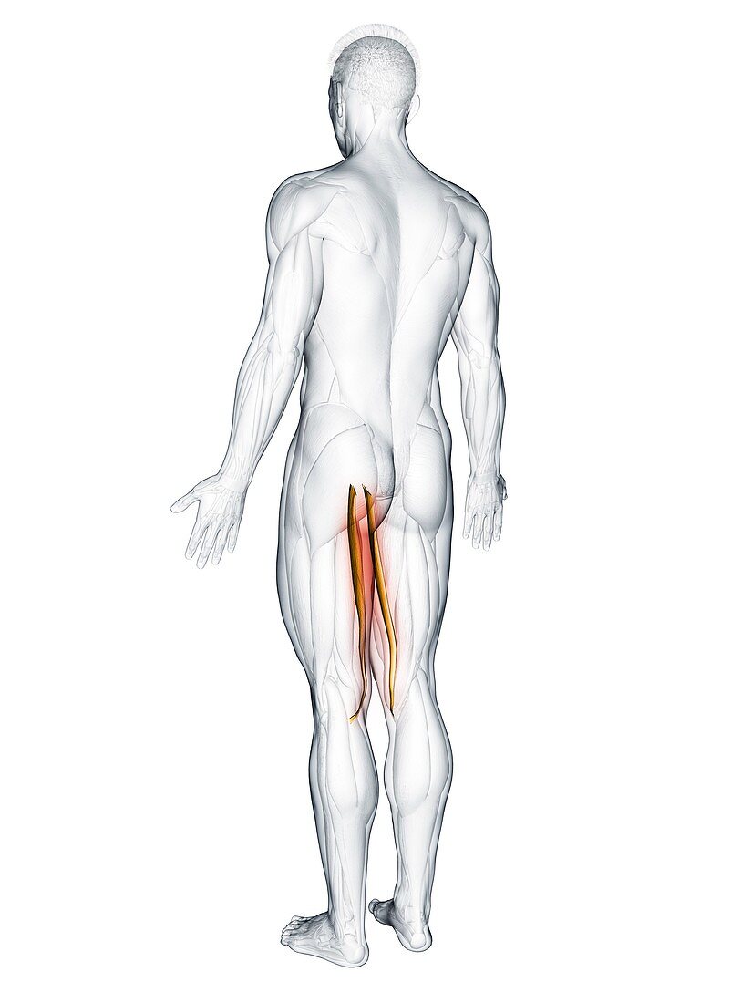 Gracilis muscle, illustration