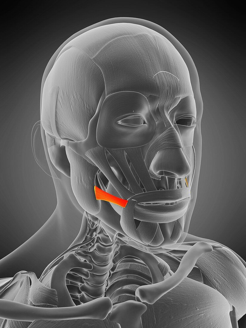 Risorius muscle, illustration