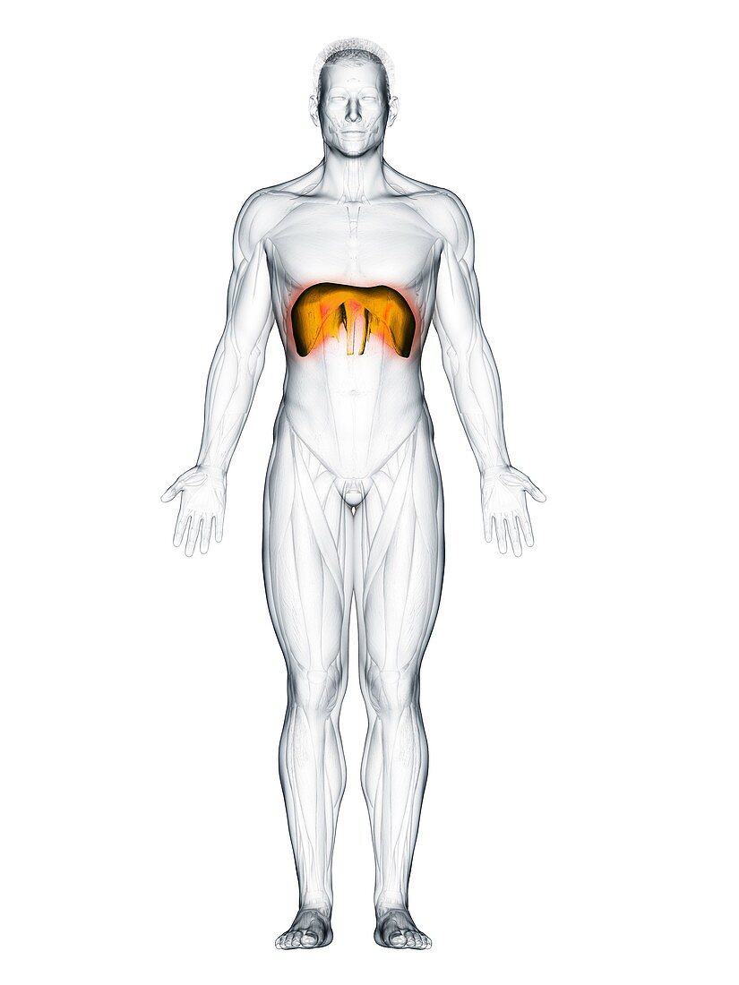 Diaphragm muscle, illustration