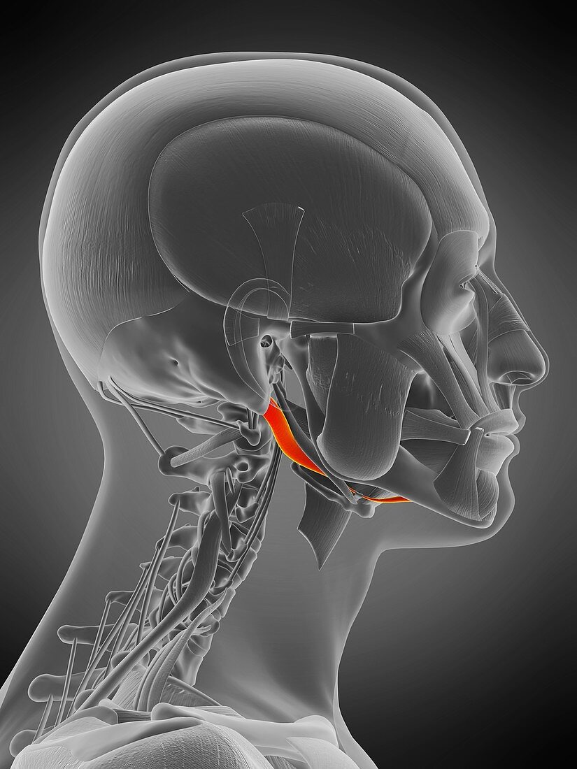 Digastric muscle, illustration