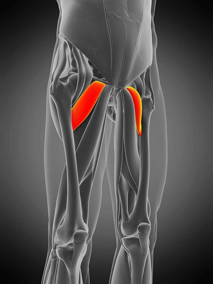 Pectineus muscle, illustration