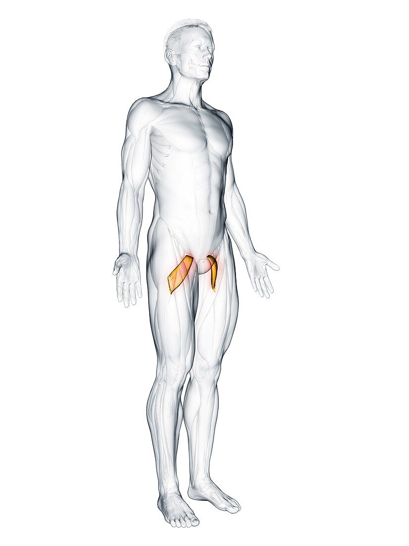 Pectineus muscle, illustration