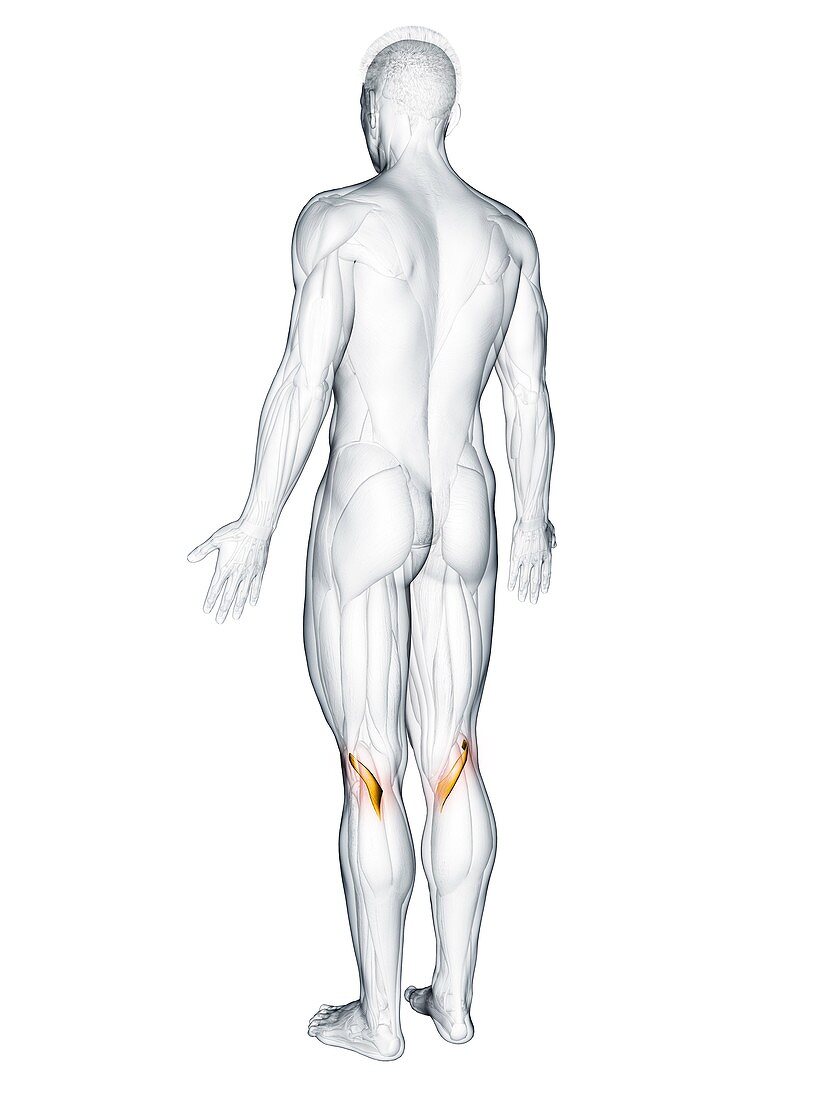 Popliteus muscle, illustration