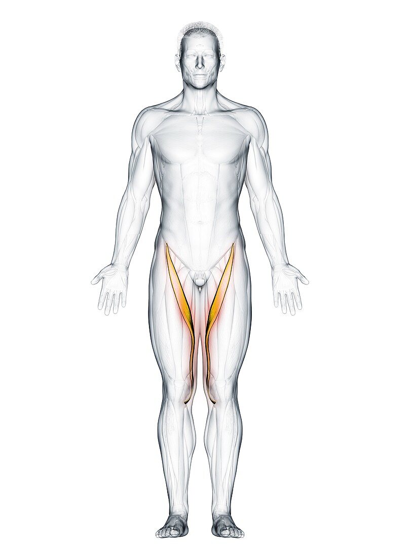 Sartorius muscle, illustration