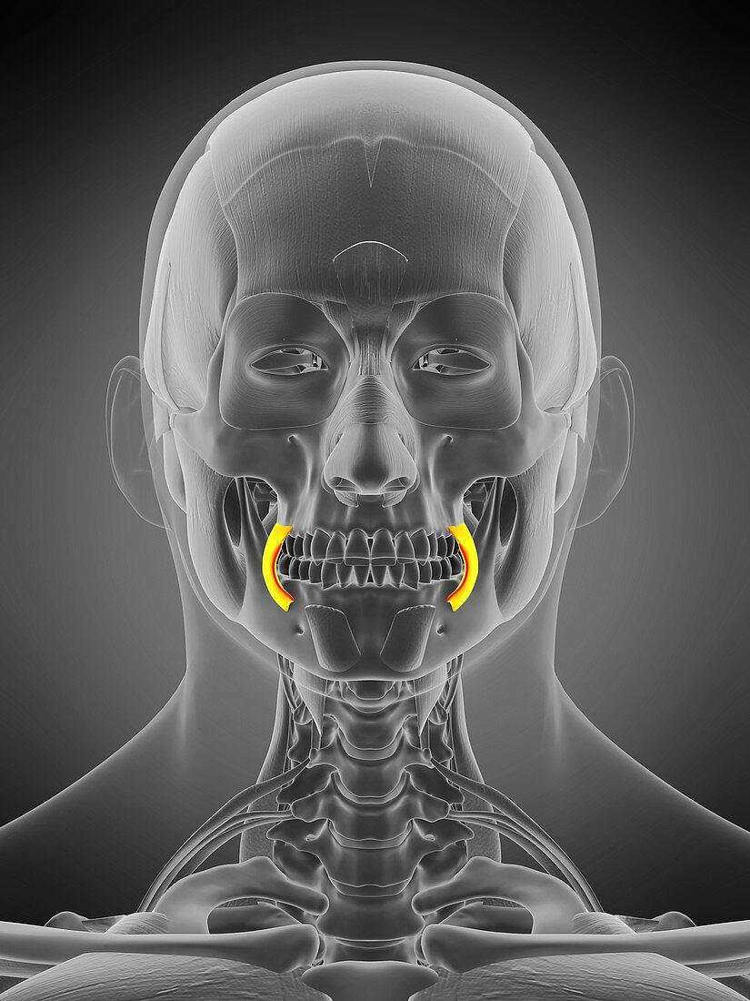 Buccinator muscle, illustration