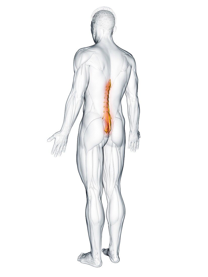 Mutlifidus muscle, illustration