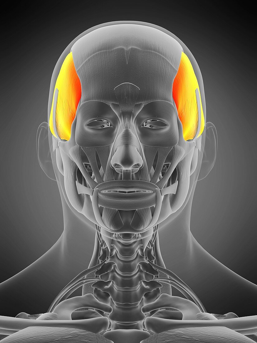 Temporalis muscle, illustration