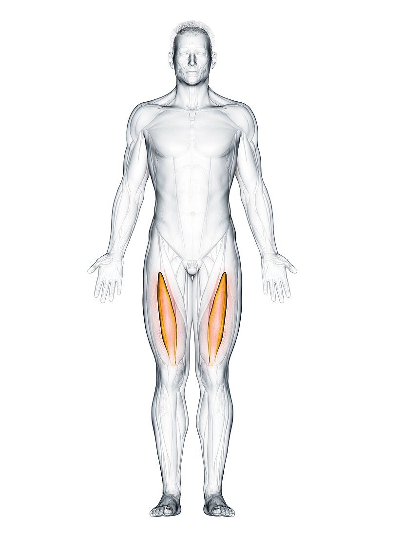 Intermedius muscle, illustration