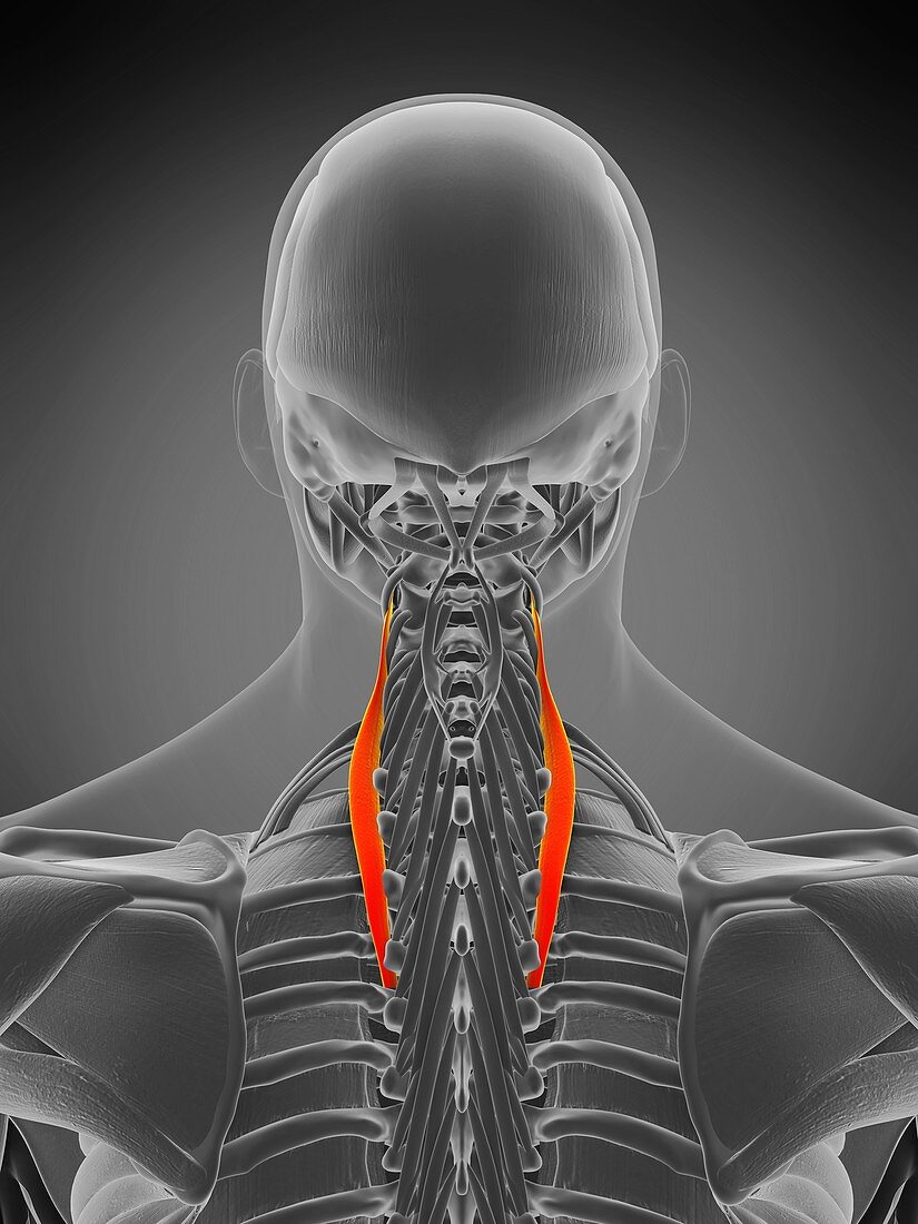 Longissimus muscle, illustration