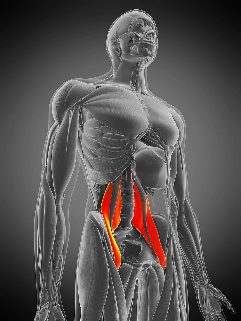 Psoas major muscle, illustration