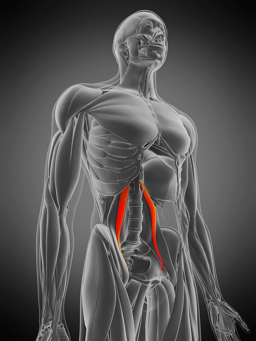 Psoas minor muscle, illustration