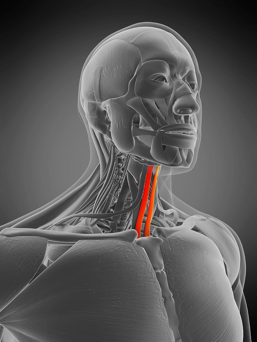 Sternohyoid muscle, illustration