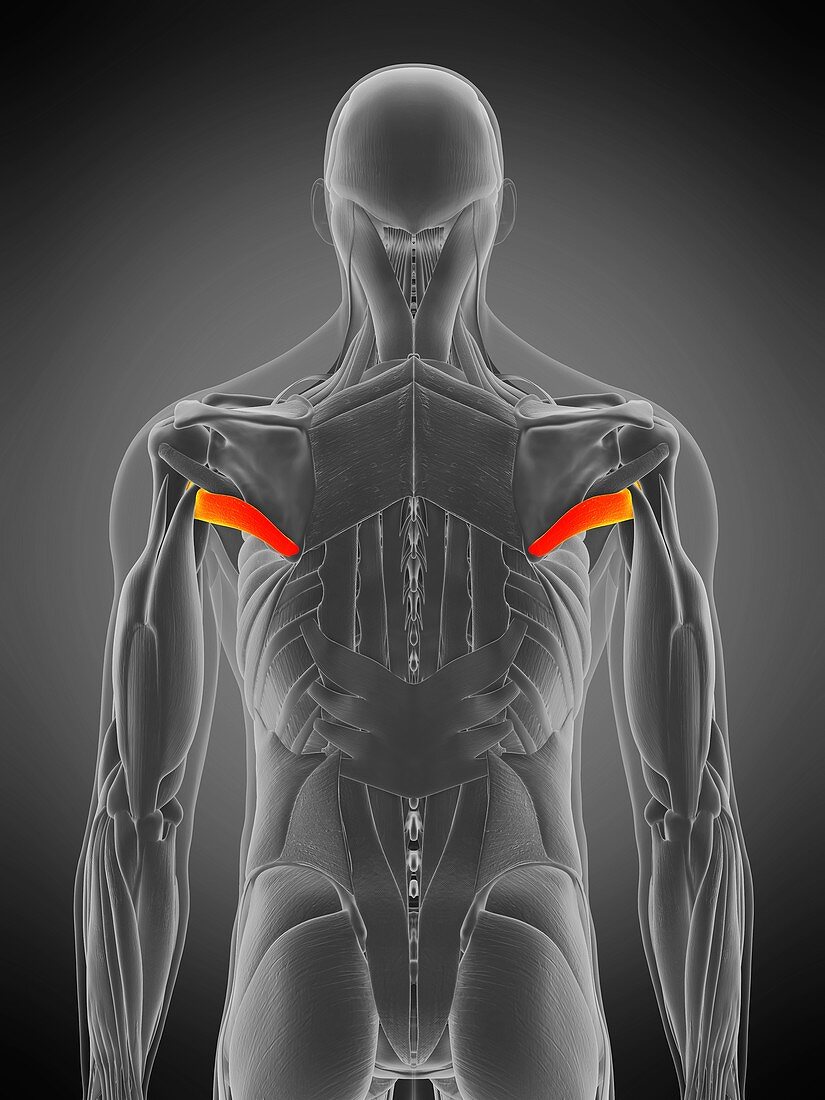 Teres major muscle, illustration