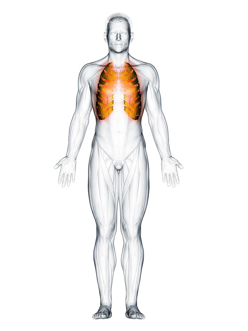 Intercostal muscles, illustration