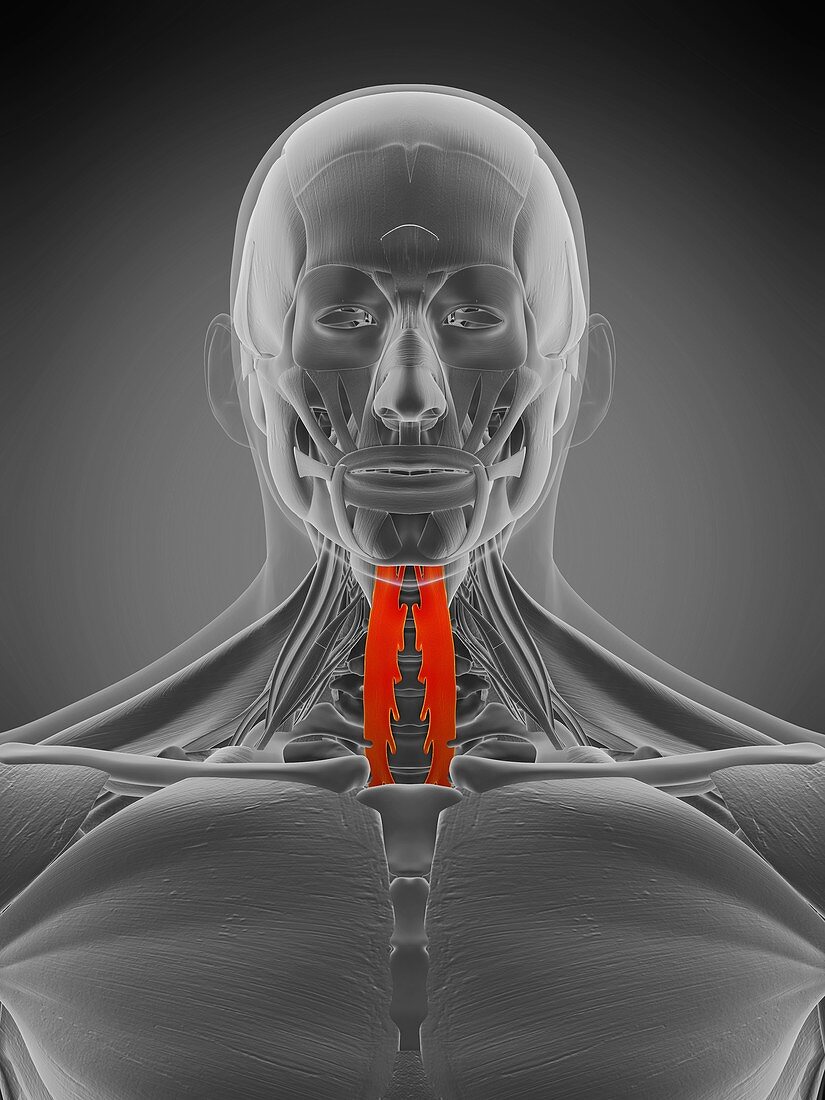 Longus colli muscle, illustration