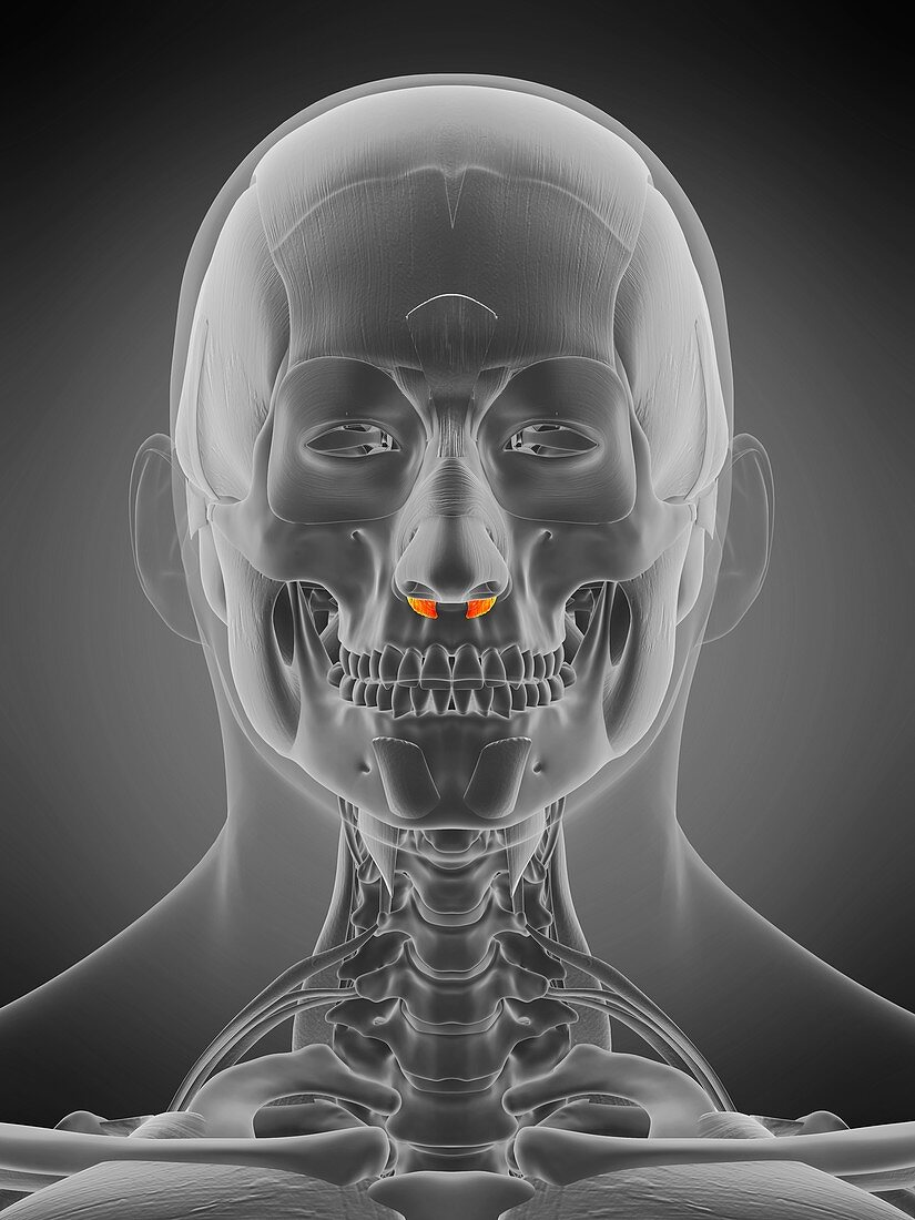 Nasalis alar muscle, illustration