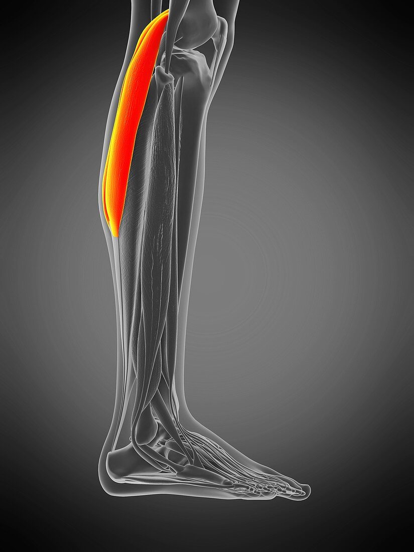 Gastrocnemius muscle, illustration