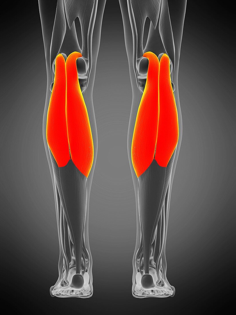 Gastrocnemius muscle, illustration