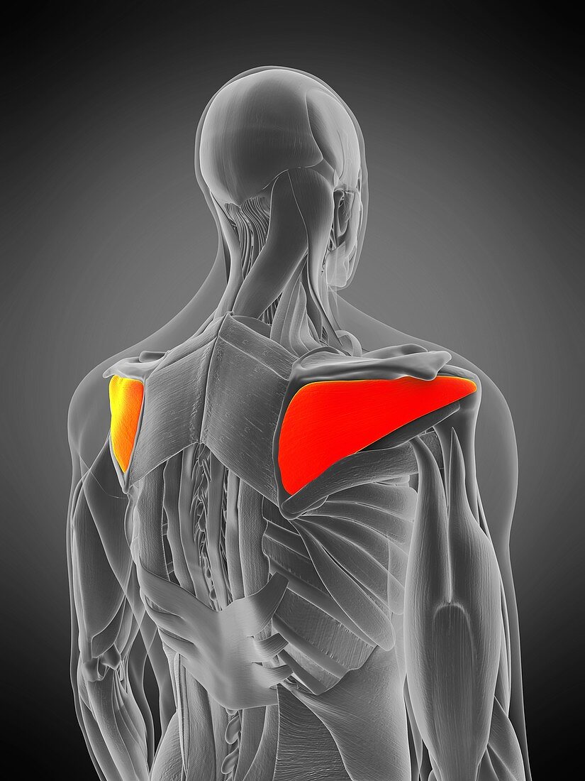 Infraspinatus muscle, illustration