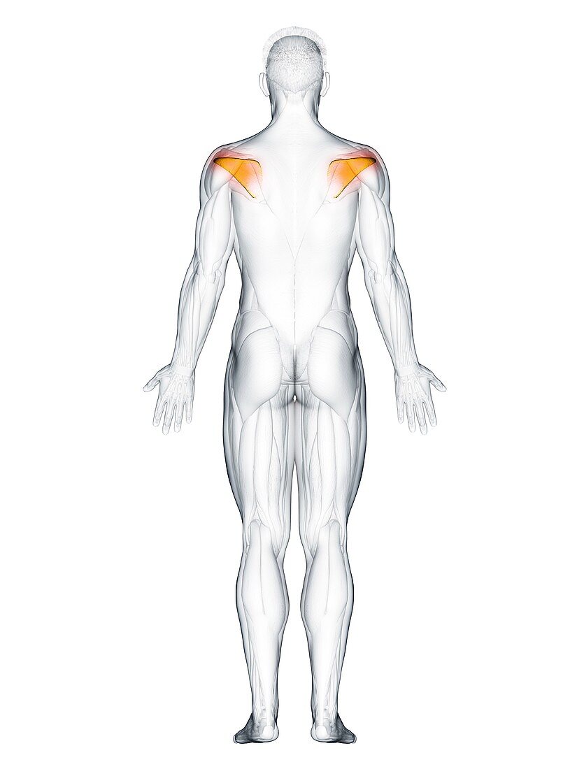 Infraspinatus muscle, illustration