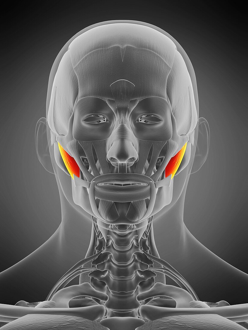 Masseter deep muscle, illustration