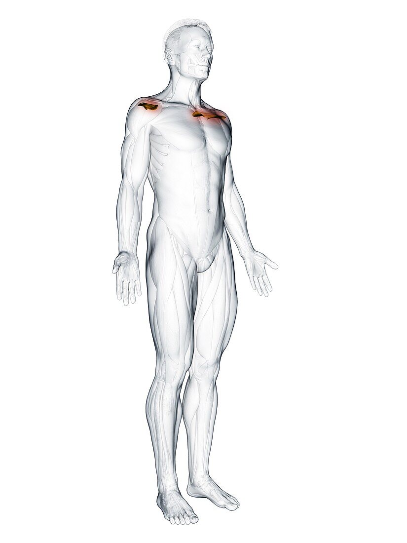 Supraspinatus muscle, illustration