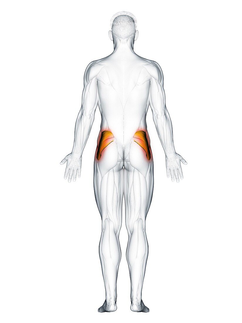 Gluteus medius muscle, illustration