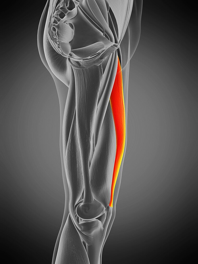 Rectus femoris muscle, illustration