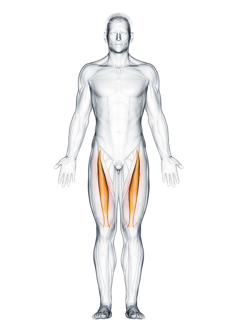 Rectus femoris muscle, illustration