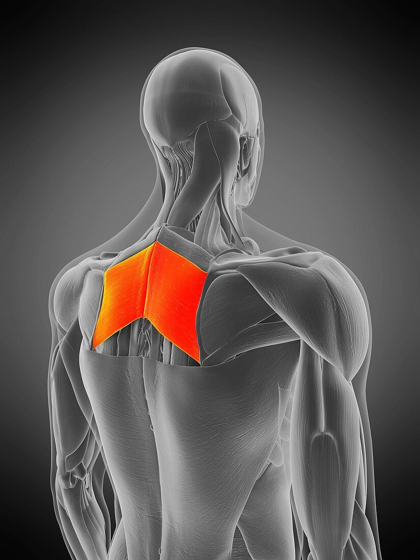 Rhomboid major muscle, illustration