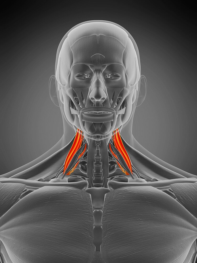 Scalene middle muscle, illustration