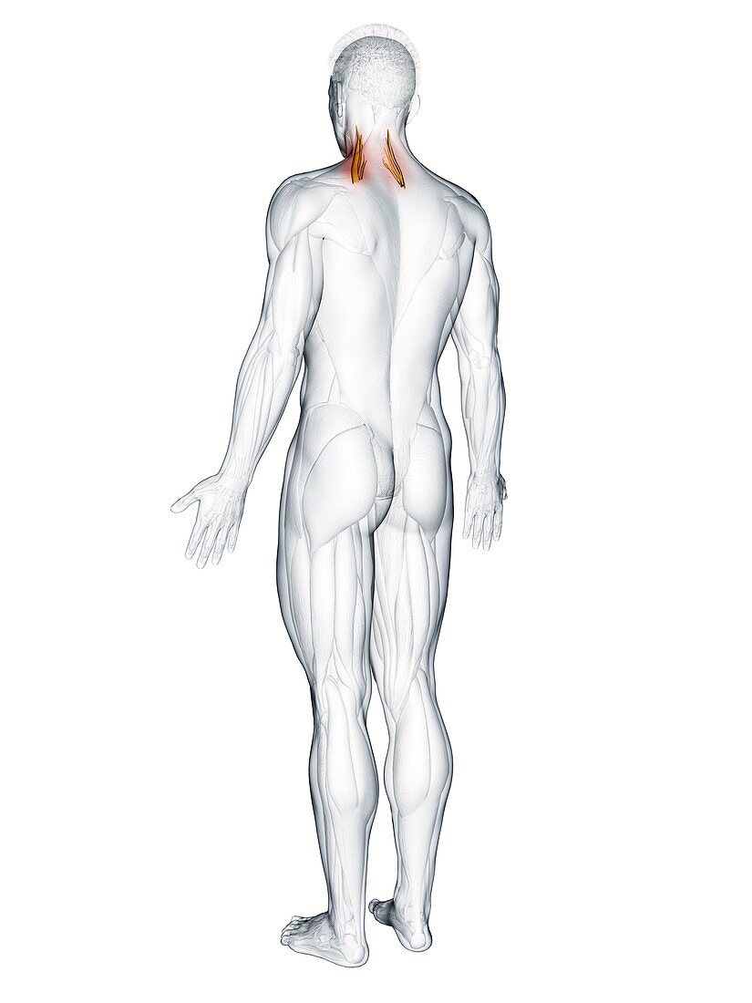 Scalene middle muscle, illustration